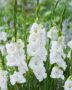 Gladiolus Blondy  Forever Bulbs