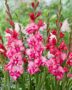 Gladiolus Kelly  Forever Bulbs
