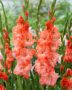 Gladiolus Teds Frizzle, Ted's Frizzle, Forever Bulbs