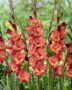 Gladiolus Michelle  Forever Bulbs