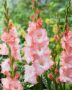 Gladiolus pink