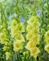Gladiolus Lemon Tree  Forever Bulbs