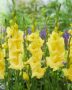 Gladiolus Luna  Forever Bulbs