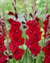 Gladiolus Tom  Forever Bulbs