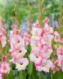 Gladiolus Emmy  Forever Bulbs, For Ever Bulbs
