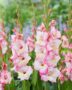Gladiolus Emmy  Forever Bulbs