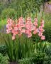 Gladiolus Cimerosa, Forever Bulbs, For Ever Bulbs