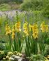 Gladiolus Blitz  Forever Bulbs