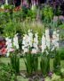 Gladiolus white