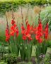 Gladiolus rood