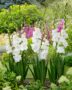 Gladiolus white