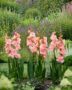 Gladiolus salmon pink