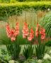 Gladiolus Riks Frizzle, Rik's Frizzle, Forever Bulbs