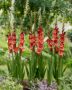 Gladiolus Michelle  Forever Bulbs, For Ever Bulbs