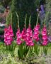 Gladiolus Nablus  Forever Bulbs, For Ever Bulbs