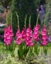 Gladiolus Nablus  Forever Bulbs