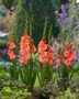 Gladiolus Teds Frizzle, Ted's Frizzle, Forever Bulbs, For Ever Bulbs