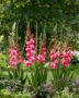 Gladiolus Kelly  Forever Bulbs, For Ever Bulbs