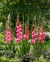 Gladiolus Kelly  Forever Bulbs