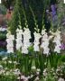Gladiolus wit