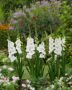 Gladiolus Blondy  Forever Bulbs