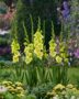 Gladiolus Lemon Tree  Forever Bulbs