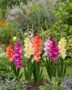 Gladiolus Flamencos mix,  Forever Bulbs