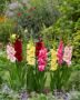 Gladiolus Bordiolus mix, Forever Bulbs