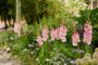 Gladiolus Emmy  Forever Bulbs