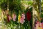 Mixed Bordiolus gladioli in border, Forever Bulbs