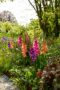 Mixed Bordiolus gladioli in border, Forever Bulbs, For Ever Bulbs