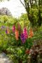 Mixed Bordiolus gladioli in border, Forever Bulbs