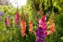 Mixed Bordiolus gladioli in border, Forever Bulbs