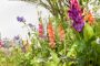 Mixed Bordiolus gladioli in border, Forever Bulbs, For Ever Bulbs