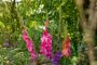 Mixed Bordiolus gladioli in border, Forever Bulbs, For Ever Bulbs