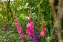 Mixed Bordiolus gladioli in border, Forever Bulbs