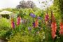 Mixed Bordiolus gladioli in border, Forever Bulbs, For Ever Bulbs