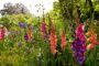 Mixed Bordiolus gladioli in border, Forever Bulbs