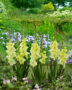 Gladiolus Happy Touch  Forever Bulbs, For Ever Bulbs