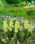 Gladiolus Happy Touch  Forever Bulbs