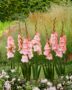 Gladiolus roze