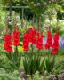 Gladiolus Peter  Forever Bulbs, For Ever Bulbs