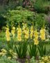 Gladiolus Luna  Forever Bulbs