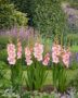 Gladiolus Emmy  Forever Bulbs