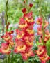 Gladiolus Ron Park  Forever Bulbs