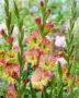 Gladiolus Conca Verde  Forever Bulbs