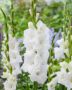 Gladiolus Puravida, Pura Vida, Forever Bulbs