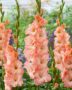 Gladiolus Alannah  Forever Bulbs