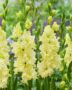 Gladiolus Lemon Ruffle  Forever Bulbs