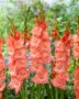 Gladiolus Lia  Forever Bulbs
